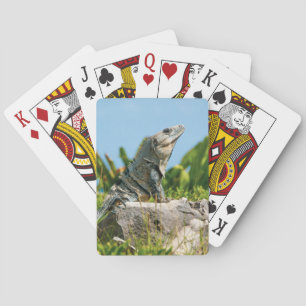Iguana Casinokort