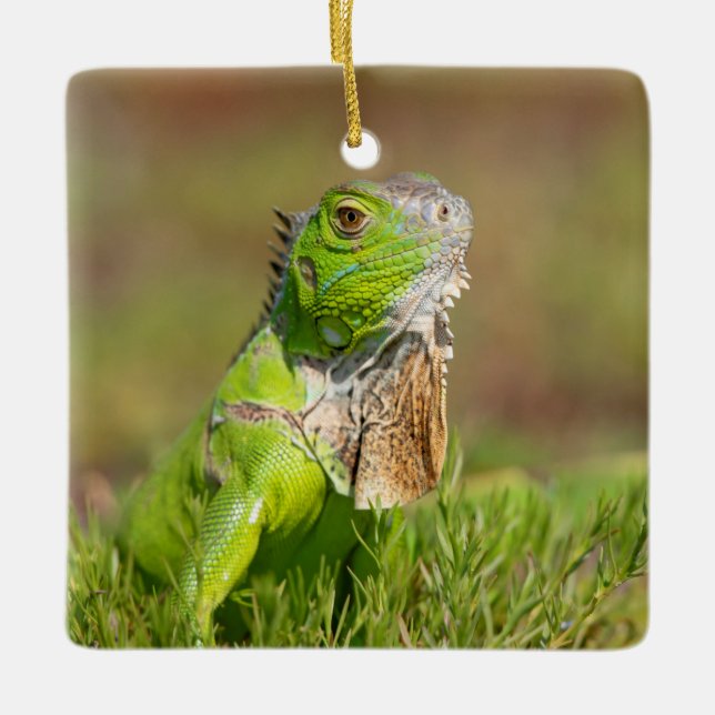 Iguana Ceramic Ornament (Framsida)