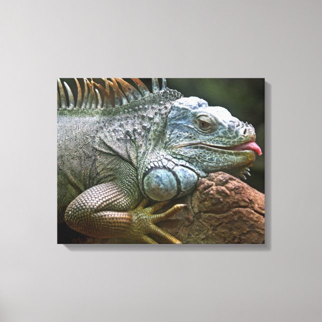 Iguana Close-Up-kanvastryck Canvastryck (Framsida)