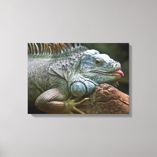 Iguana Close-Up-kanvastryck Canvastryck