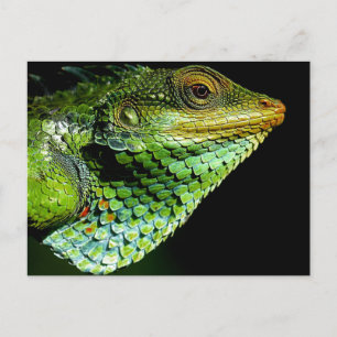 Iguana Close-up Photo Postcard Vykort