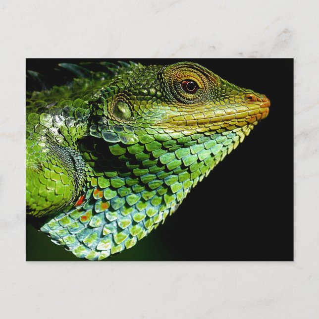 Iguana Close-up Photo Postcard Vykort (Framsida)
