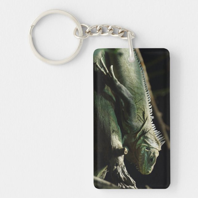 Iguana delicatissima (Framsidan)