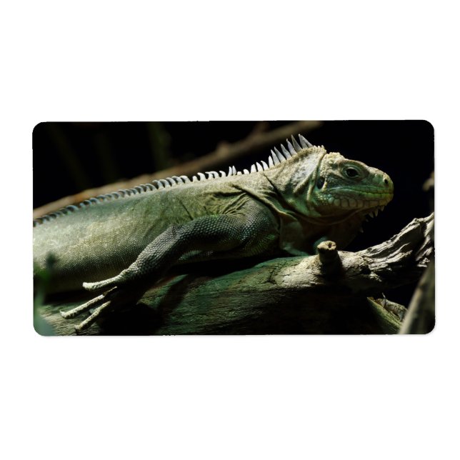 Iguana delicatissima fraktsedel (Framsidan)
