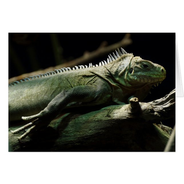 Iguana delicatissima hälsningskort (Framsidan Horizontal)