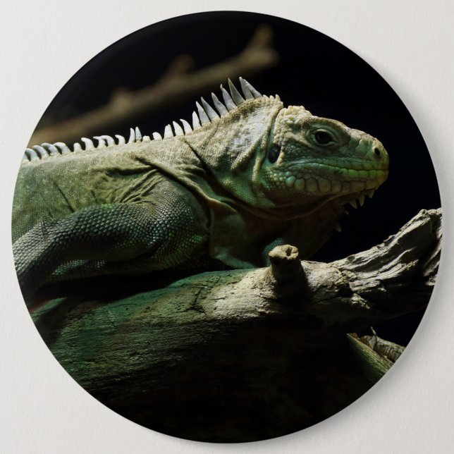Iguana delicatissima knapp (Framsida)