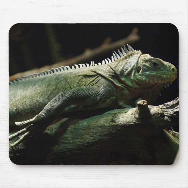 Iguana delicatissima musmatta (Framsidan)