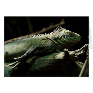 Iguana delicatissima OBS kort