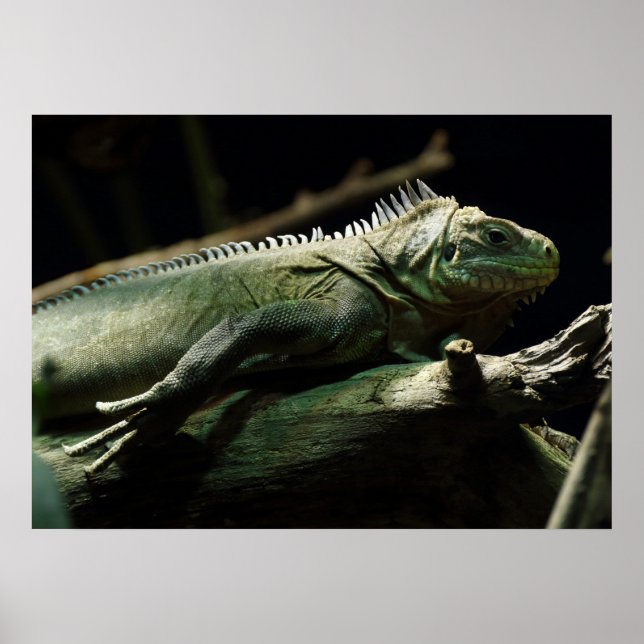 Iguana delicatissima poster (Framsidan)