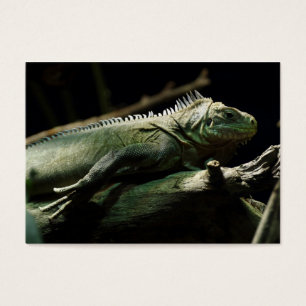Iguana delicatissima visitkort
