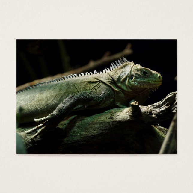 Iguana delicatissima visitkort (Framsidan)
