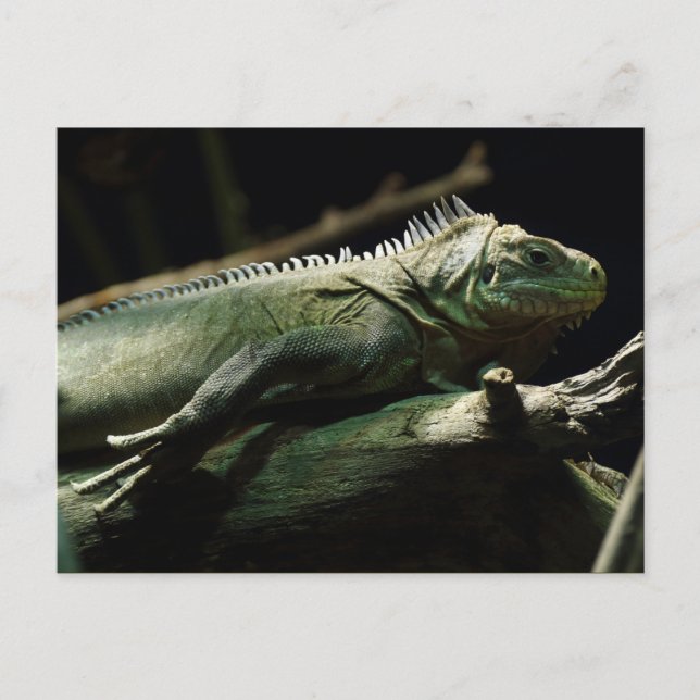 Iguana delicatissima vykort (Framsida)