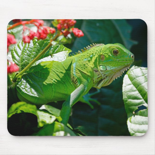 Iguana, djur, natur musmatta (Framsidan)