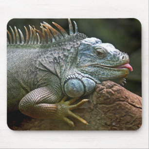 iguana, djur, vilda djur musmatta