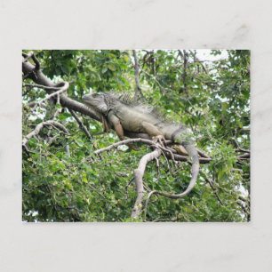 Iguana en Monagas Vykort