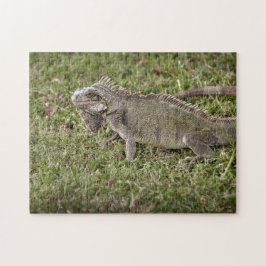 Iguana Exotic Reptile Pet Lizard Pussel
