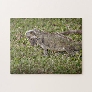 Iguana Exotic Reptile Pet Lizard Pussel
