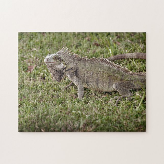 Iguana Exotic Reptile Pet Lizard Pussel (Horisontell)