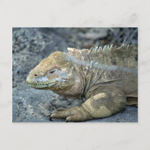 Iguana, Galapagosöarna Vykort