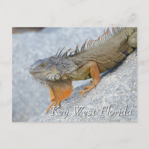 Iguana i Nyckel Väster Florida Vykort