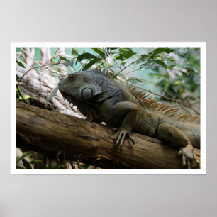 Iguana i Träd Poster