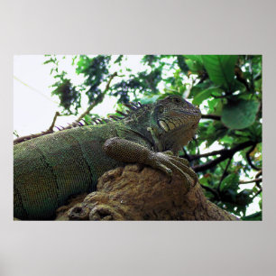Iguana i Träd Poster