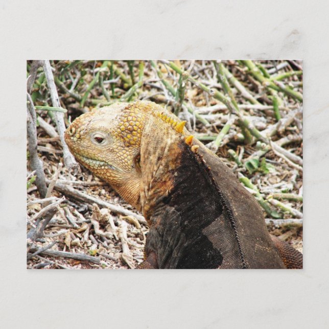 Iguana, Isla Seymour, Galapagos är.. Vykort (Framsida)
