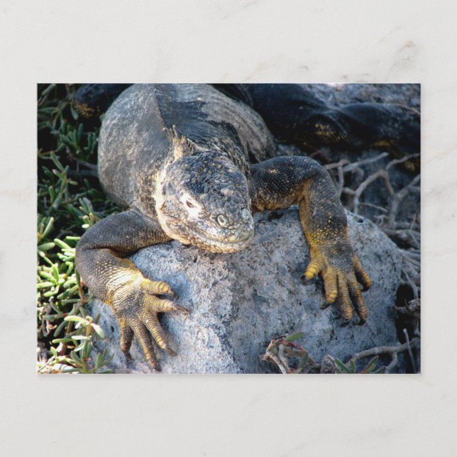 Iguana, Islas las Plazas, Galapagos Vykort (Framsida)
