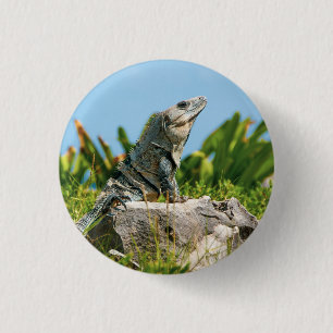 Iguana Knapp