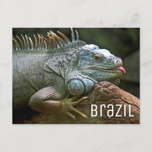Iguana Lizard Brasilien Wildlife Vykort
