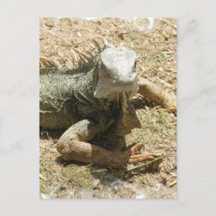 Iguana Lizard Postcard Vykort