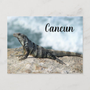 Iguana Lizard Reptile Cancun Mexiko Vykort