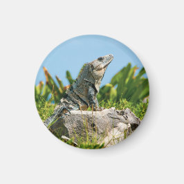 Iguana Magnet