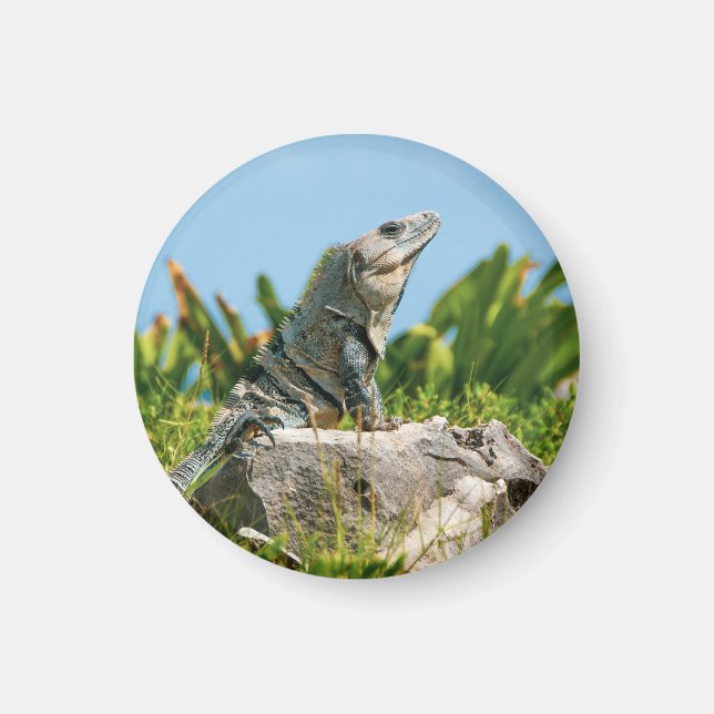 Iguana Magnet (Framsidan)