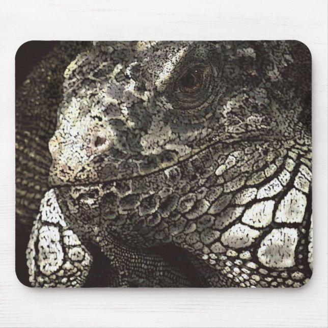 Iguana Musmatta (Framsidan)