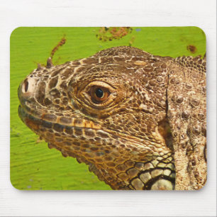 IGUANA MUSMATTA