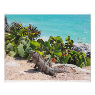 Iguana och turkos sea fototryck