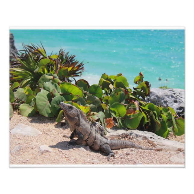 Iguana och turkos sea fototryck (Framsidan)