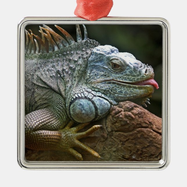 Iguana ornament (Framsidan)