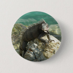 Iguana på Sten vid St. Thomas Knapp