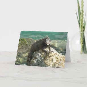 Iguana på Sten vid St. Thomas Kort