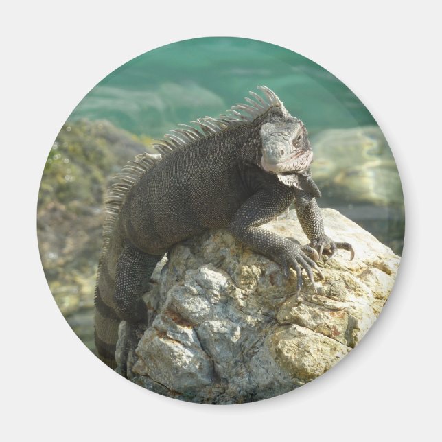 Iguana på Sten vid St. Thomas Magnet (Framsidan)