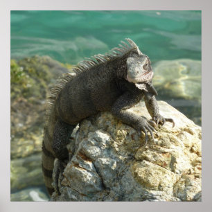 Iguana på Sten vid St. Thomas Poster