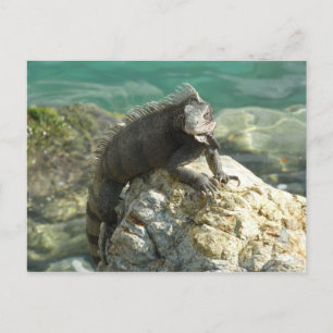 Iguana på Sten vid St. Thomas Vykort