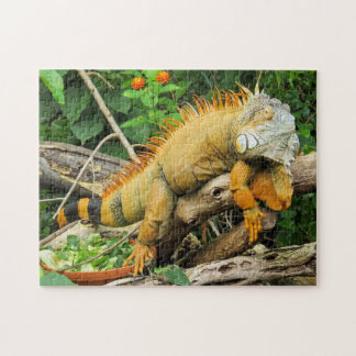 Iguana pet pussel