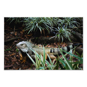 Iguana Photo Print Fototryck
