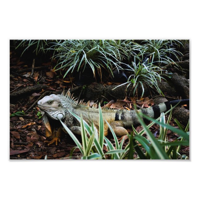 Iguana Photo Print Fototryck (Framsidan)