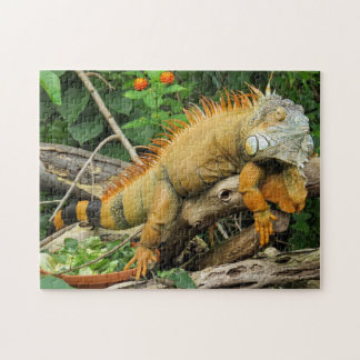 Iguana Photo Puzzle Pussel