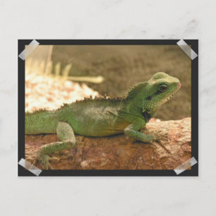 Iguana Photos-vykort Vykort