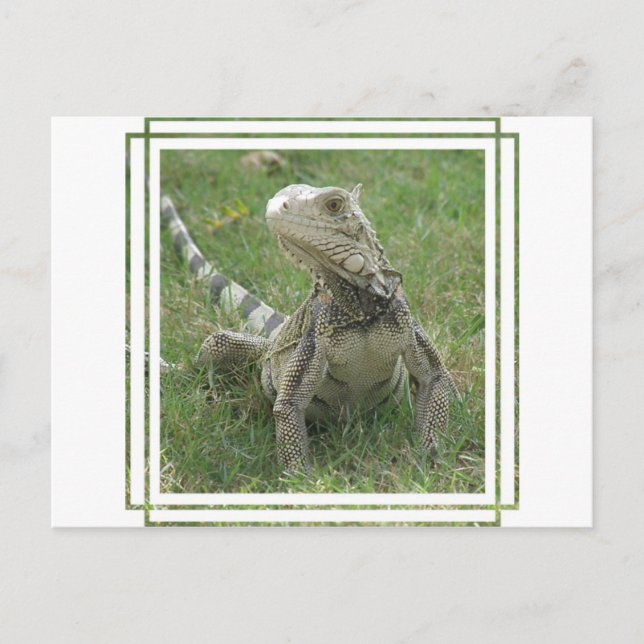 Iguana Postcard Vykort (Framsida)